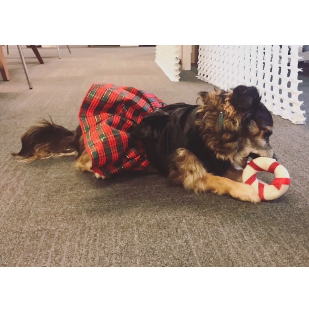 Dog holiday dress